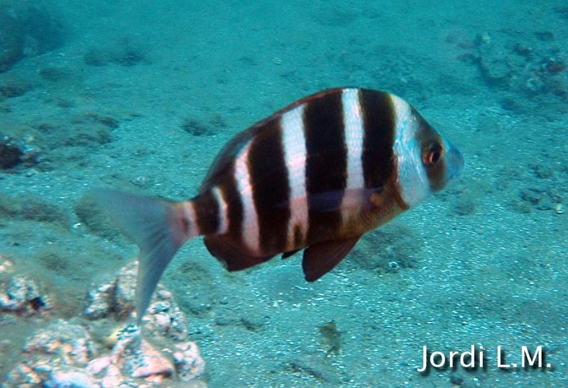 Sargo breado ( Diplodus cervinus cervinus )1.jpg